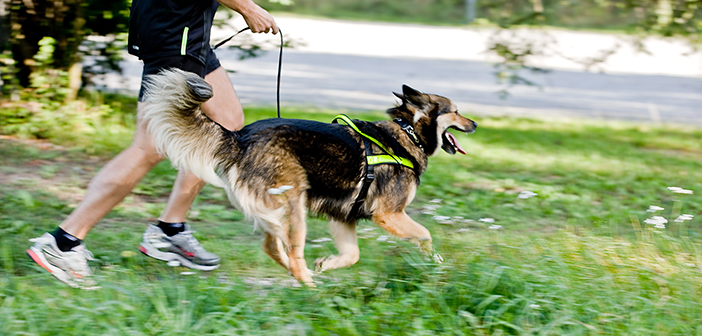 Hundlöpet - Sveriges hundvänligaste motionslopp!